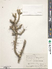 Image of Cylindropuntia ramosissima