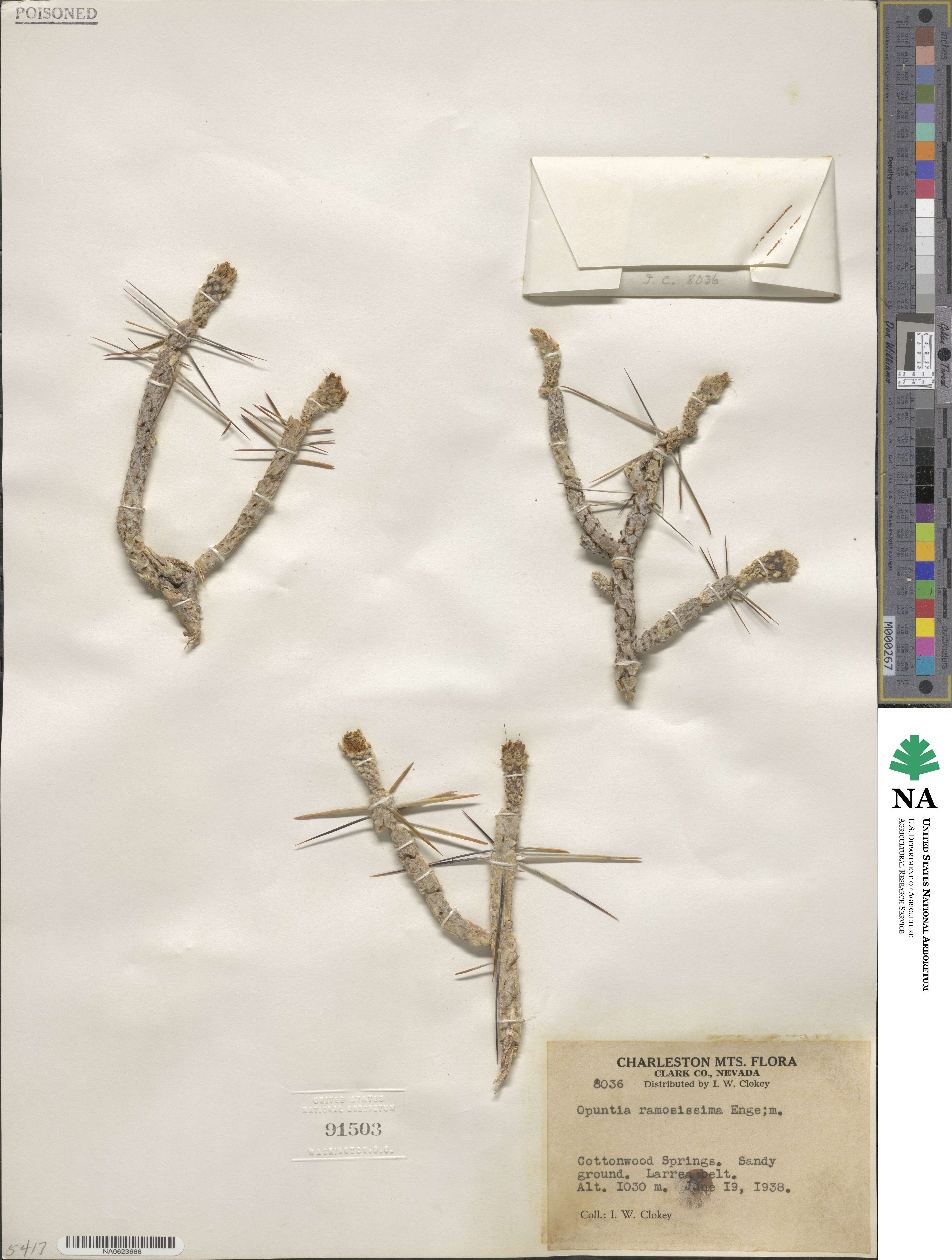 Cylindropuntia image