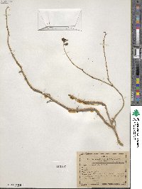 Pereskia aculeata image