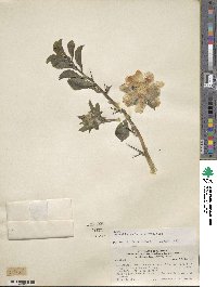 Pereskia sacharosa image