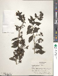 Pereskia aculeata image