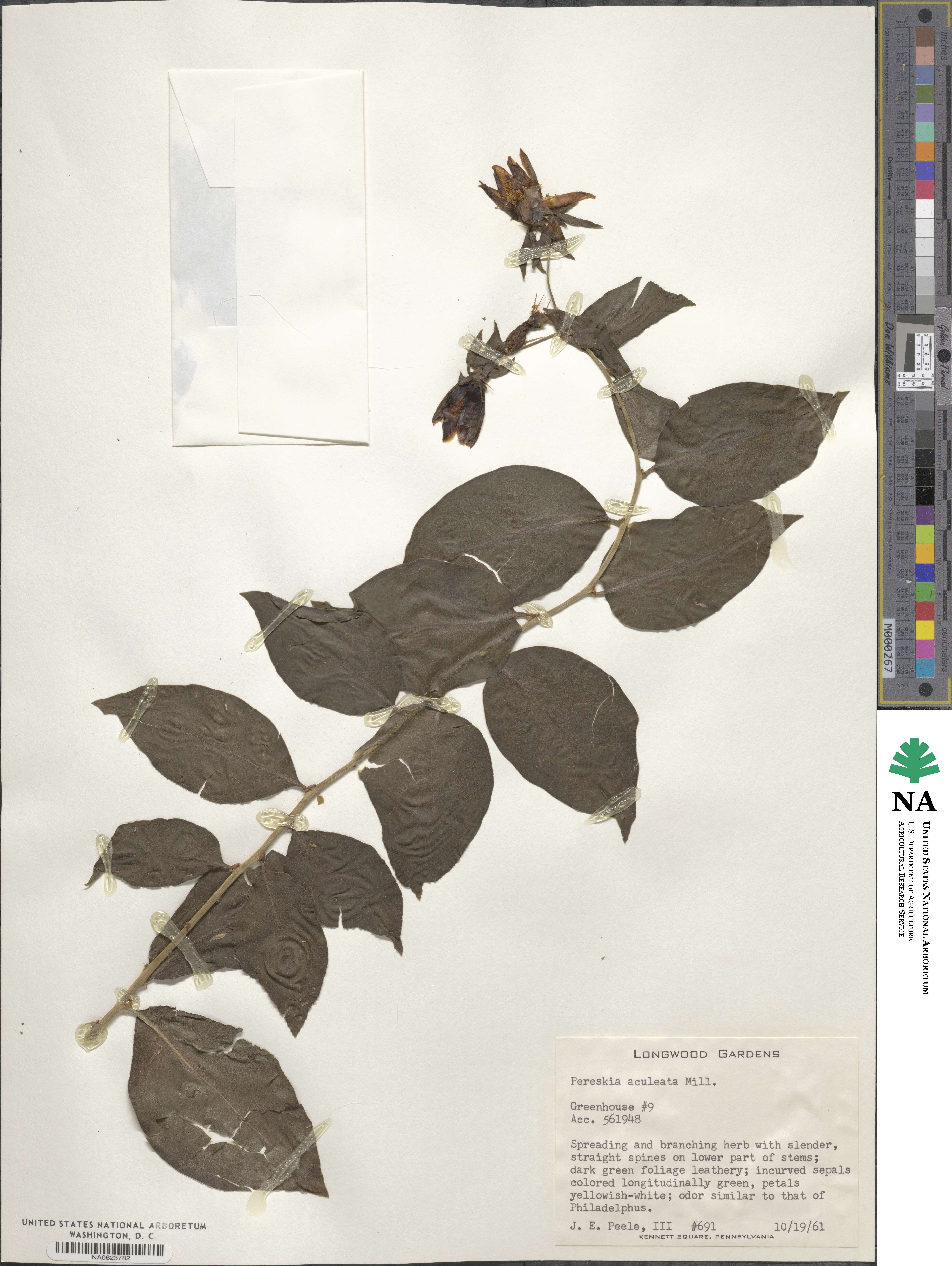 Pereskia aculeata image