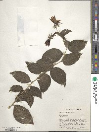 Pereskia aculeata image