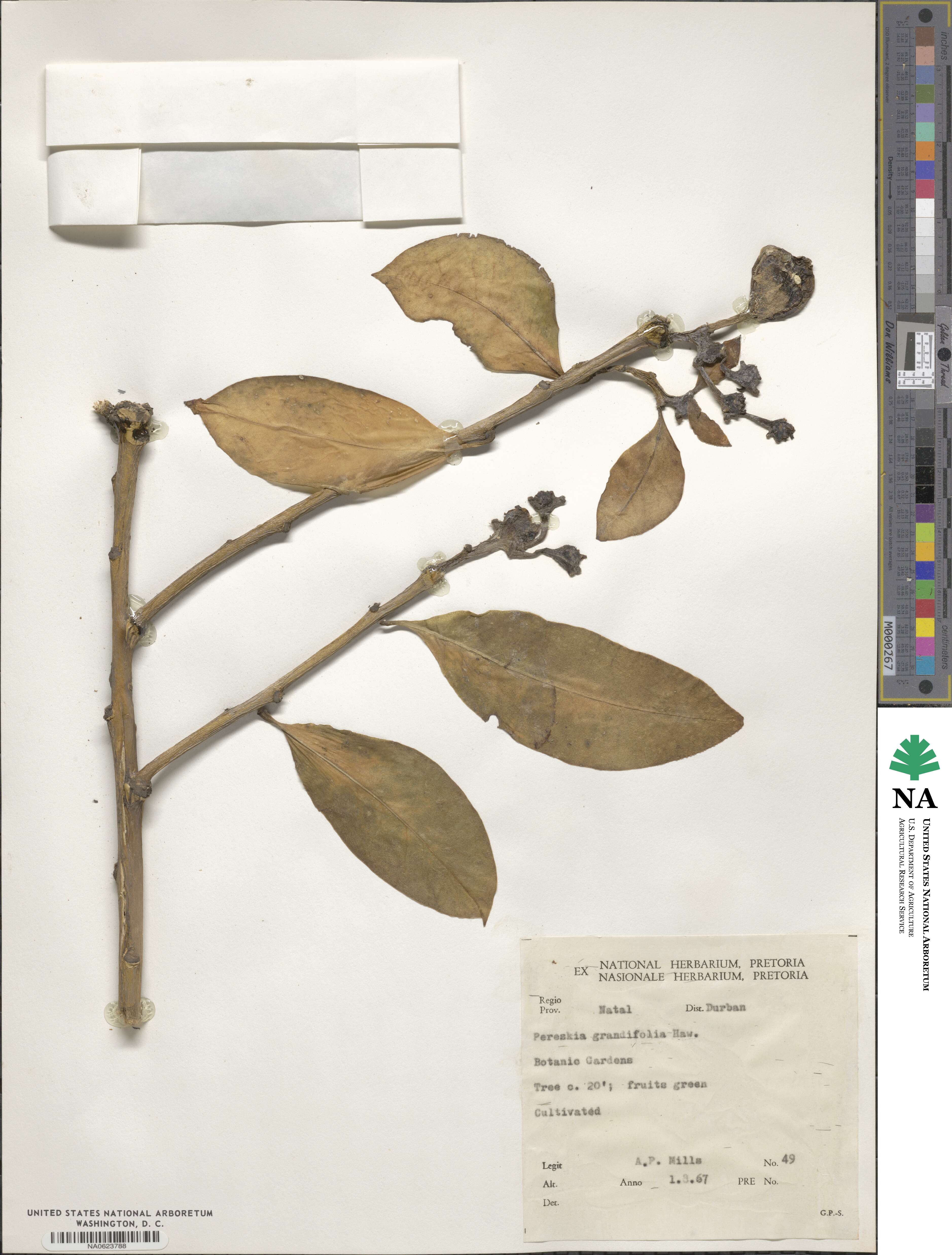 Pereskia grandifolia image