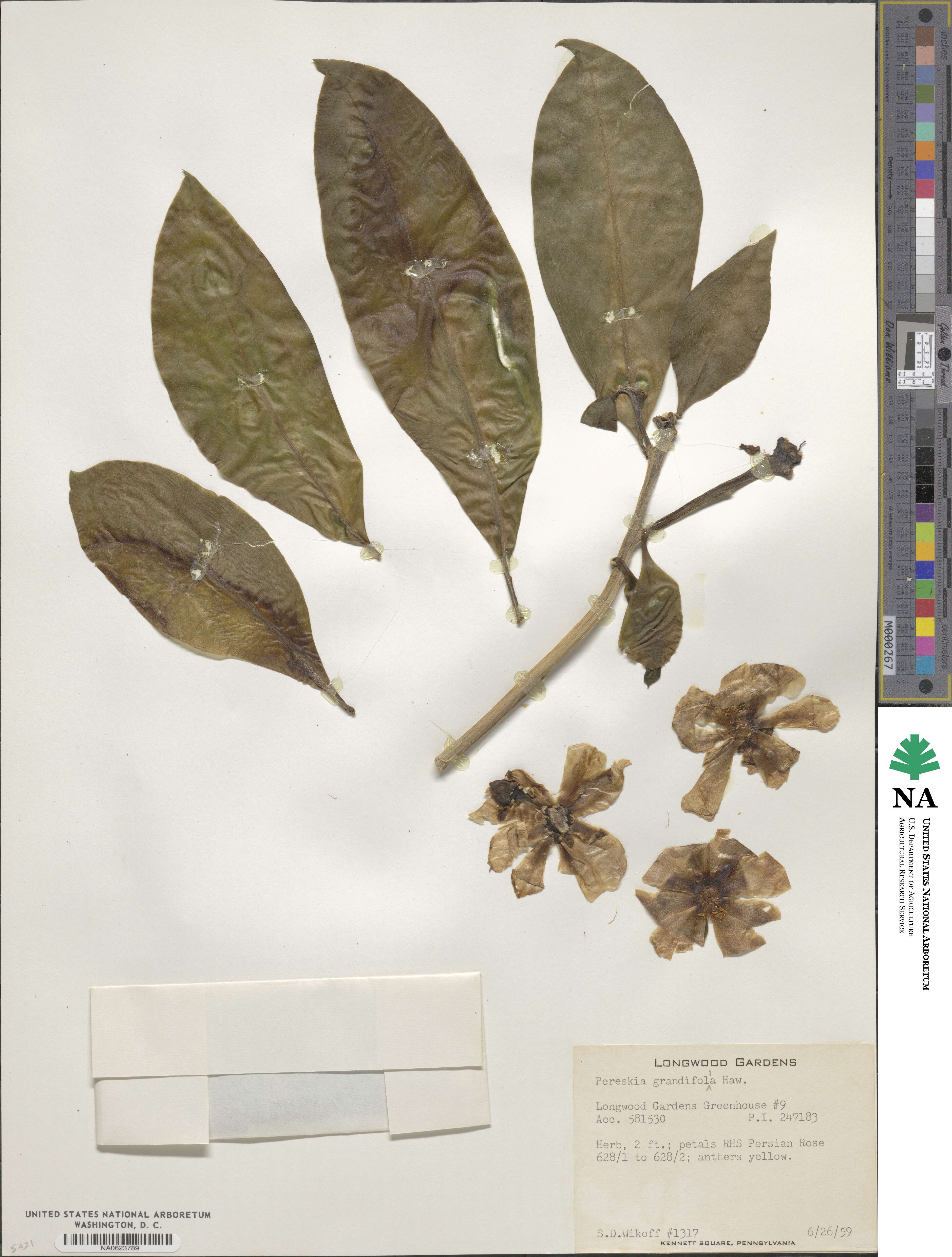 Pereskia grandifolia image