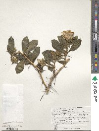 Pereskia sacharosa image