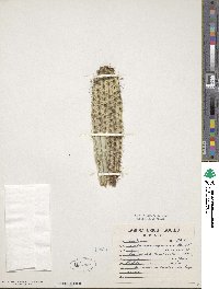 Image of Acanthocereus oaxacensis