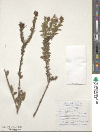 Penaea cneorum subsp. ovata image