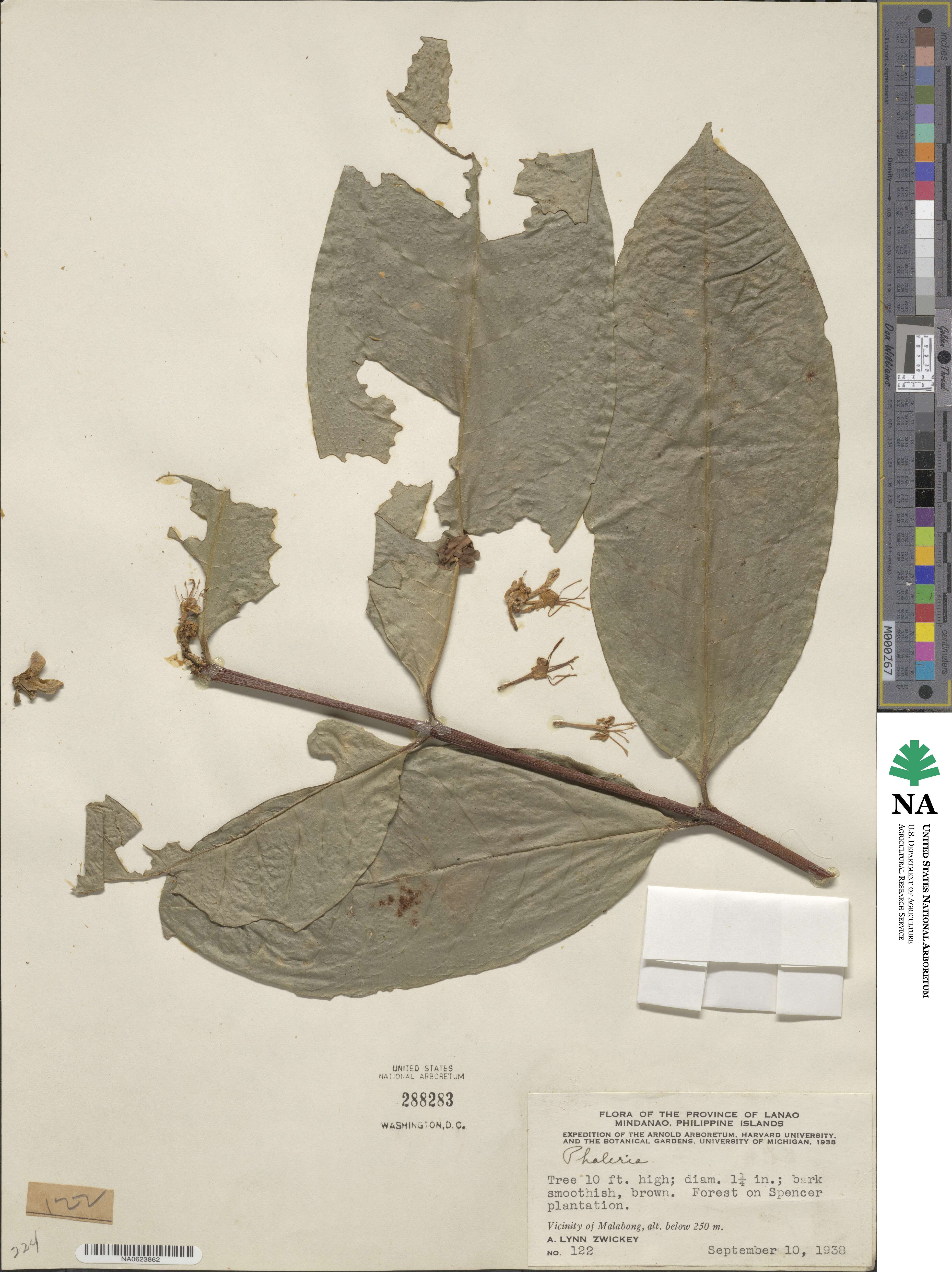 Phaleria image