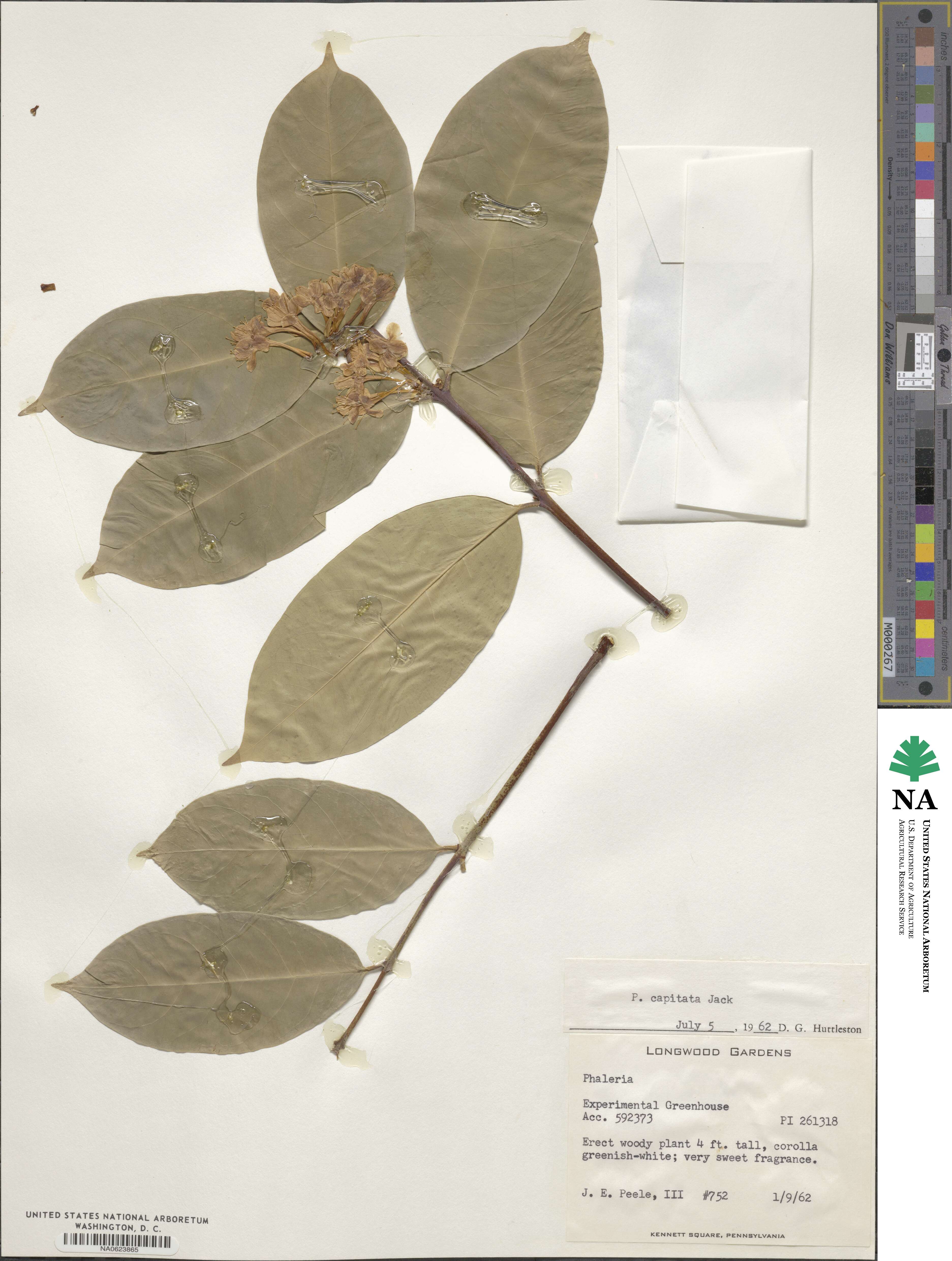 Phaleria capitata image