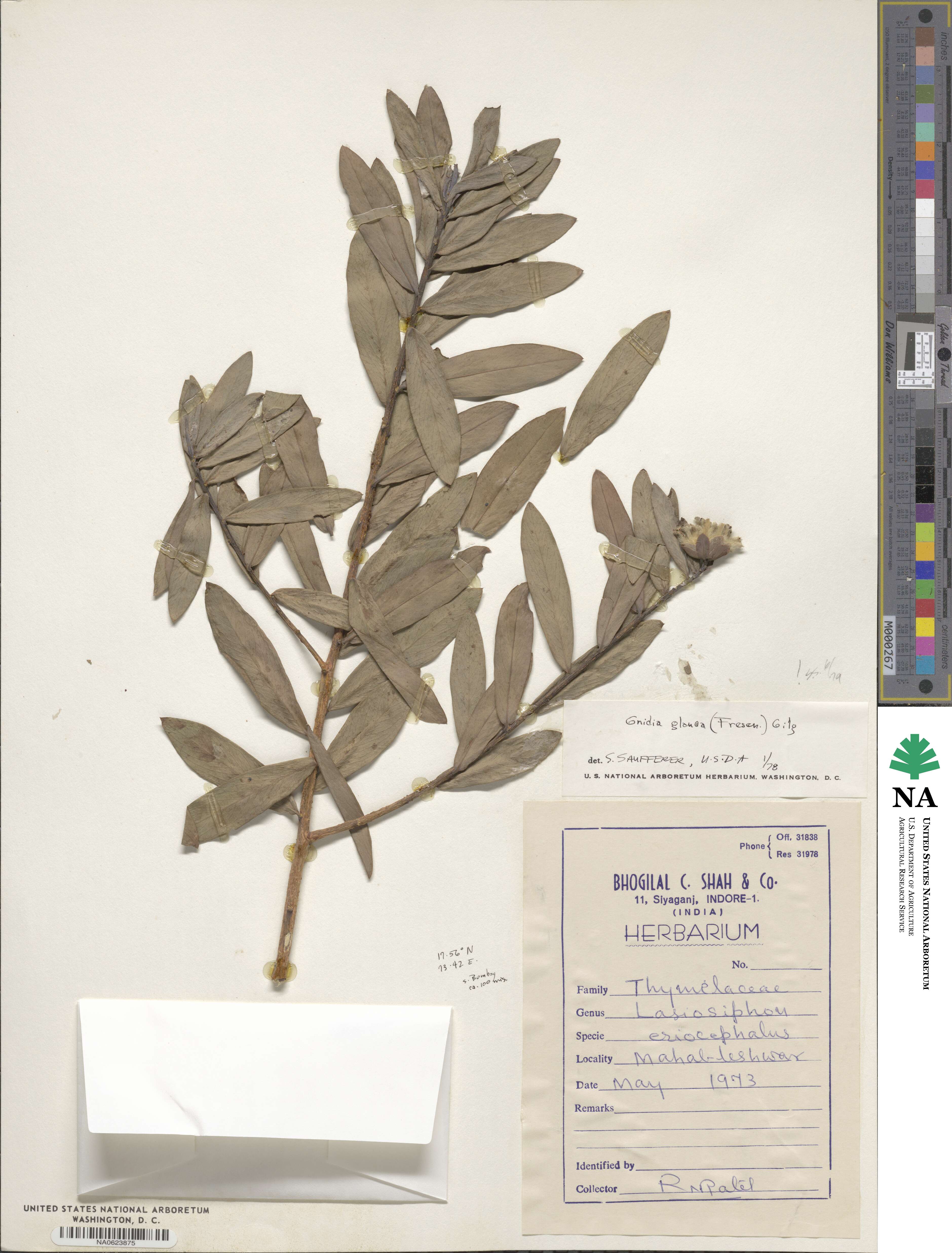 Gnidia glauca image