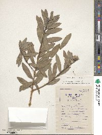 Image of Gnidia glauca