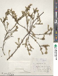 Image of Gnidia caniflora