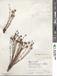 Gnidia stenophylla image