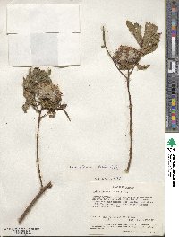 Gnidia glauca image