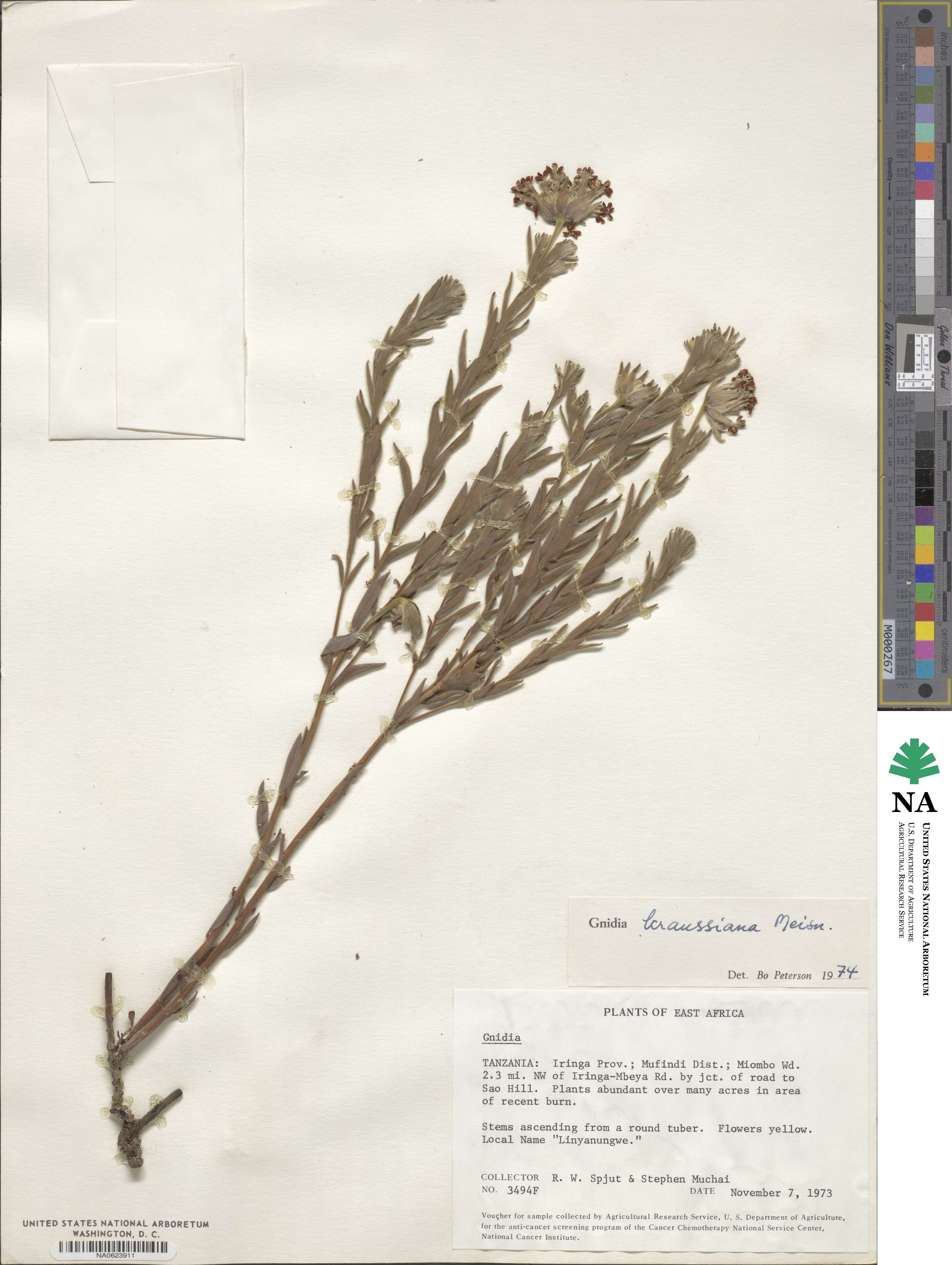 Gnidia kraussiana image