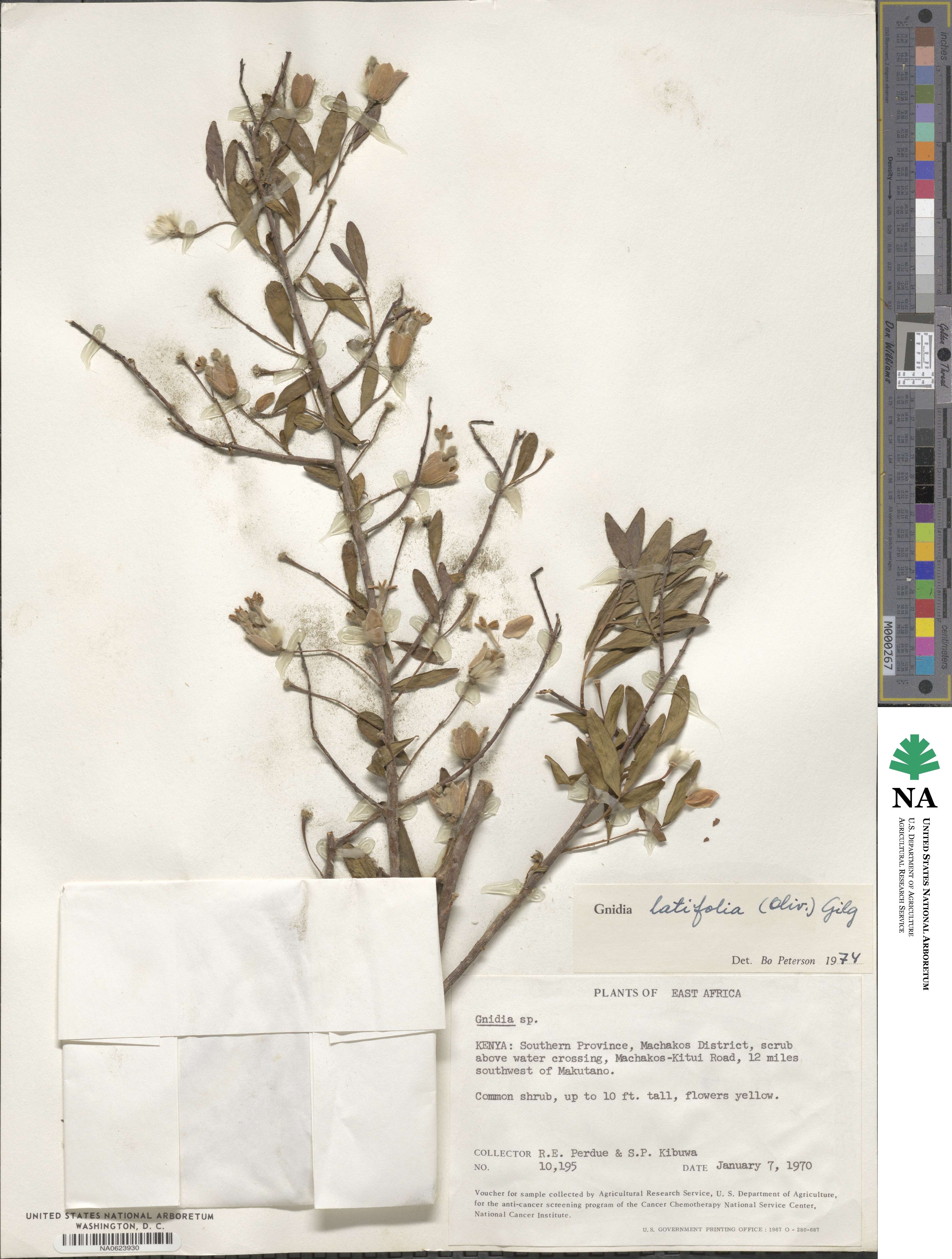 Gnidia latifolia image
