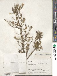 Gnidia latifolia image