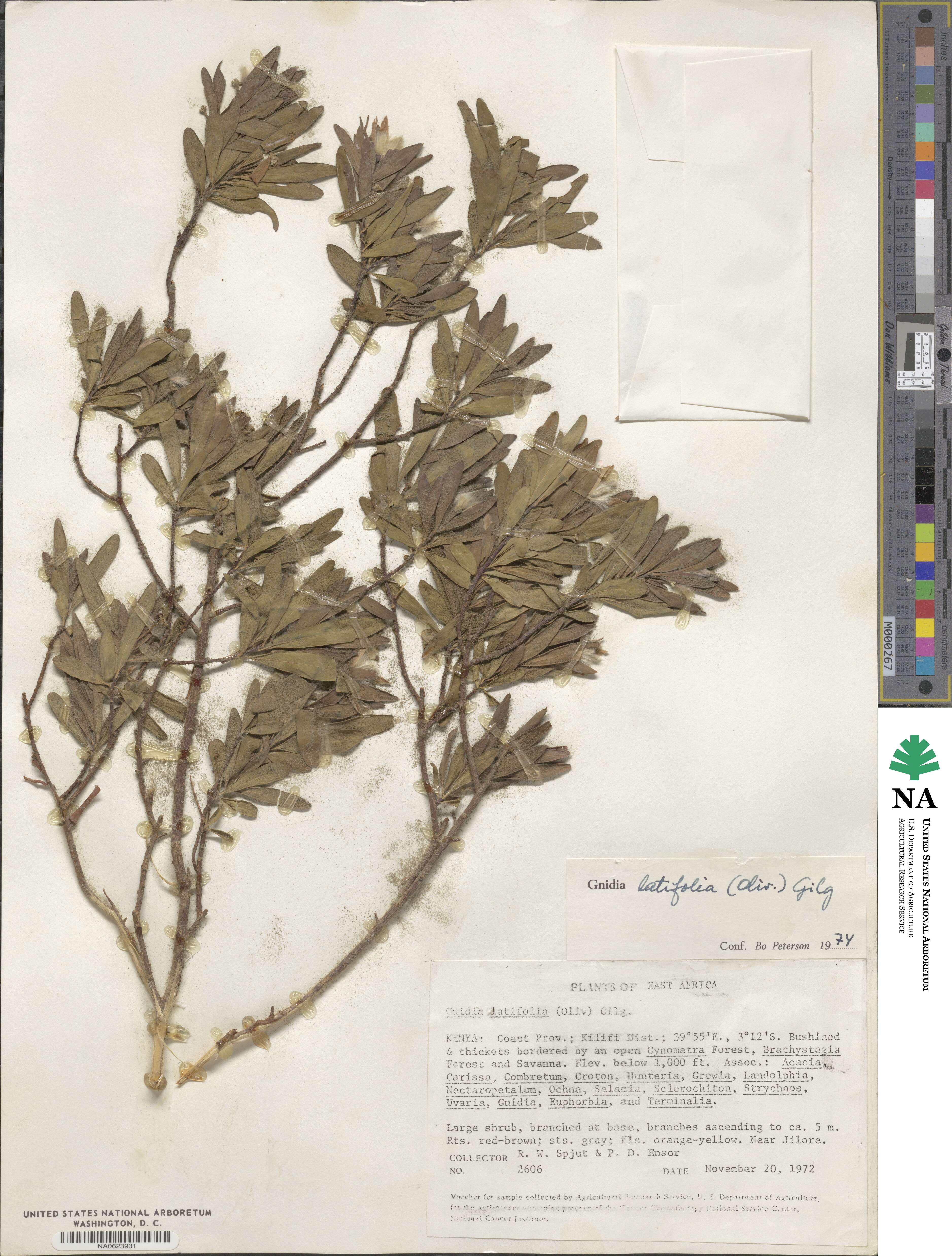 Gnidia latifolia image