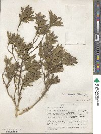 Gnidia latifolia image