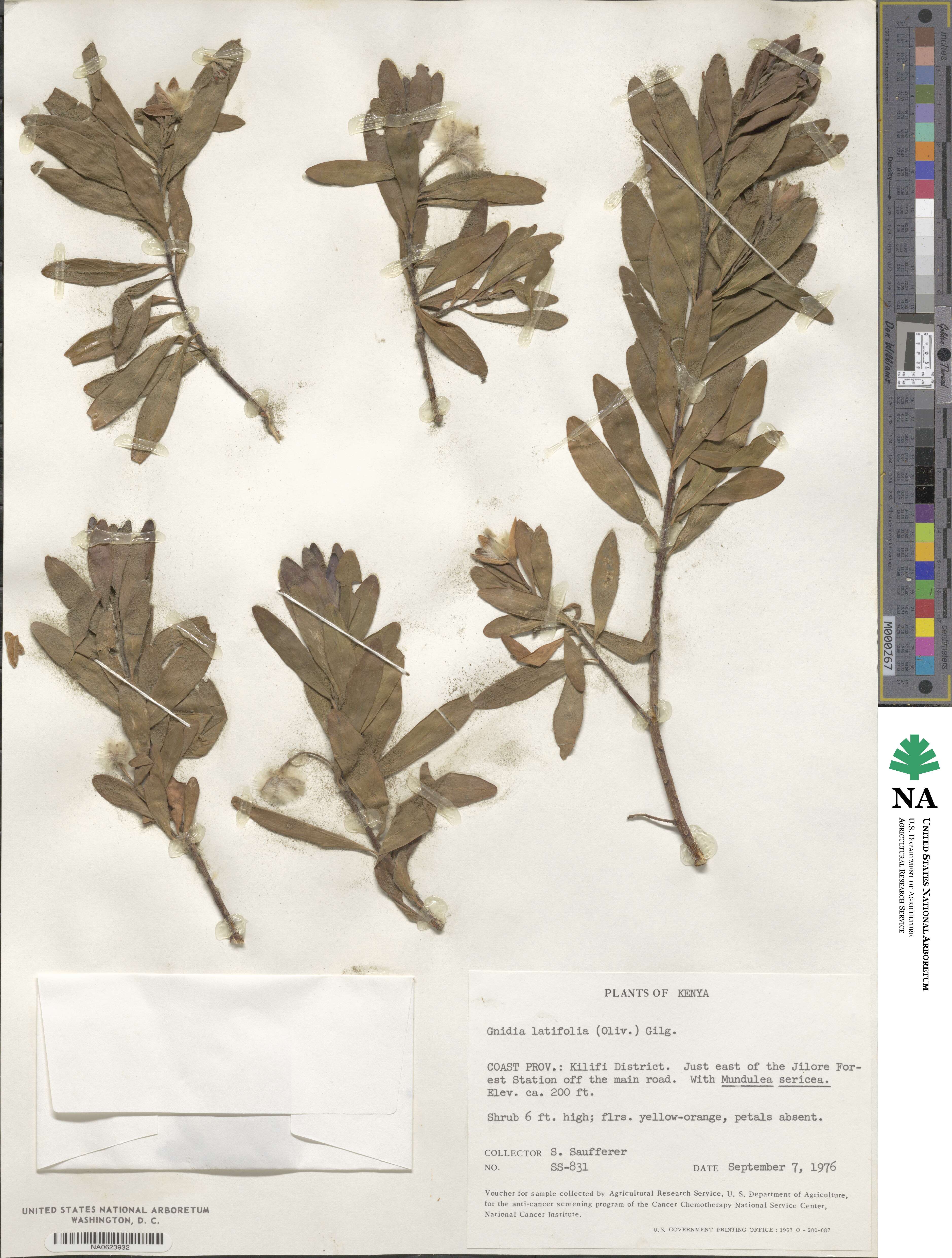 Gnidia latifolia image