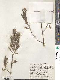 Gnidia latifolia image