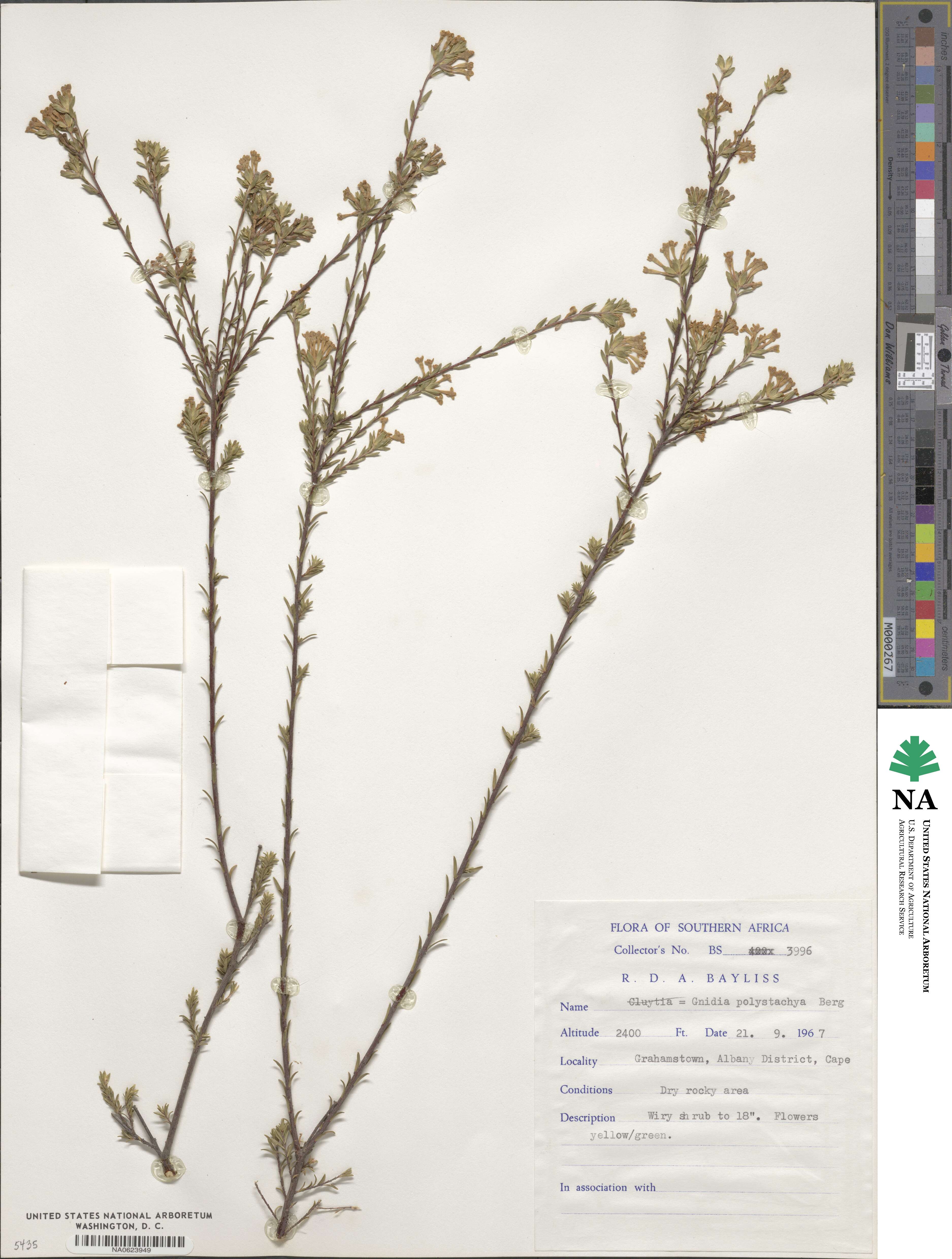 Gnidia squarrosa image
