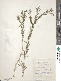 Gnidia racemosa image