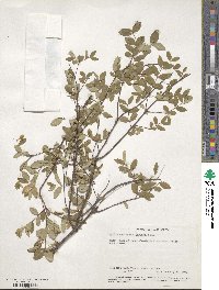 Gnidia subcordata image