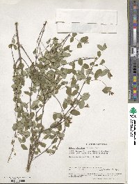 Gnidia subcordata image