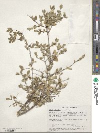 Gnidia subcordata image