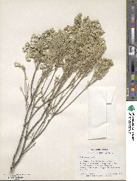 Image of Gnidia sericea