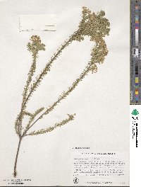 Gnidia squarrosa image