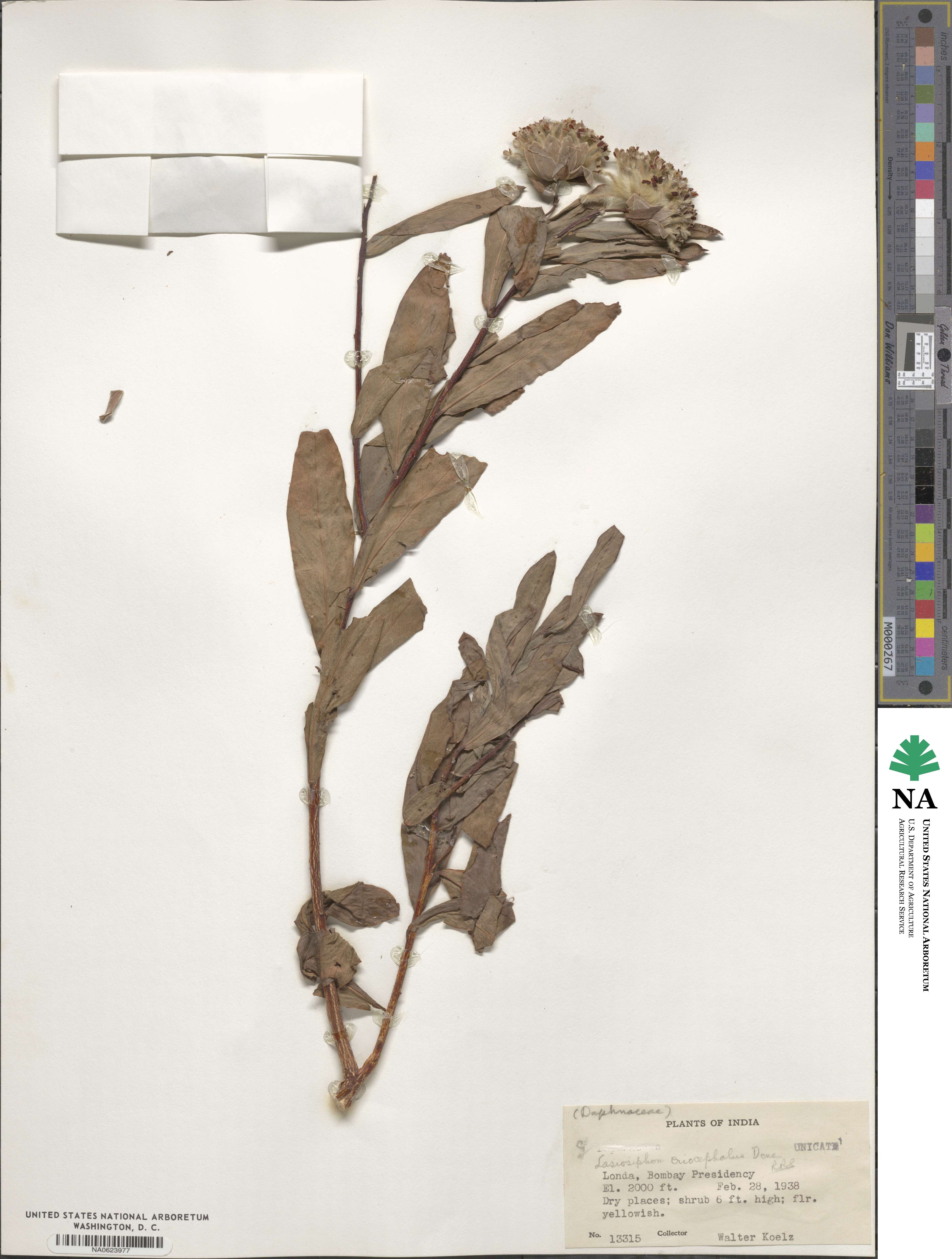 Gnidia glauca image