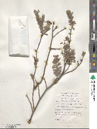 Gnidia burchellii image