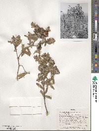 Gnidia glauca image