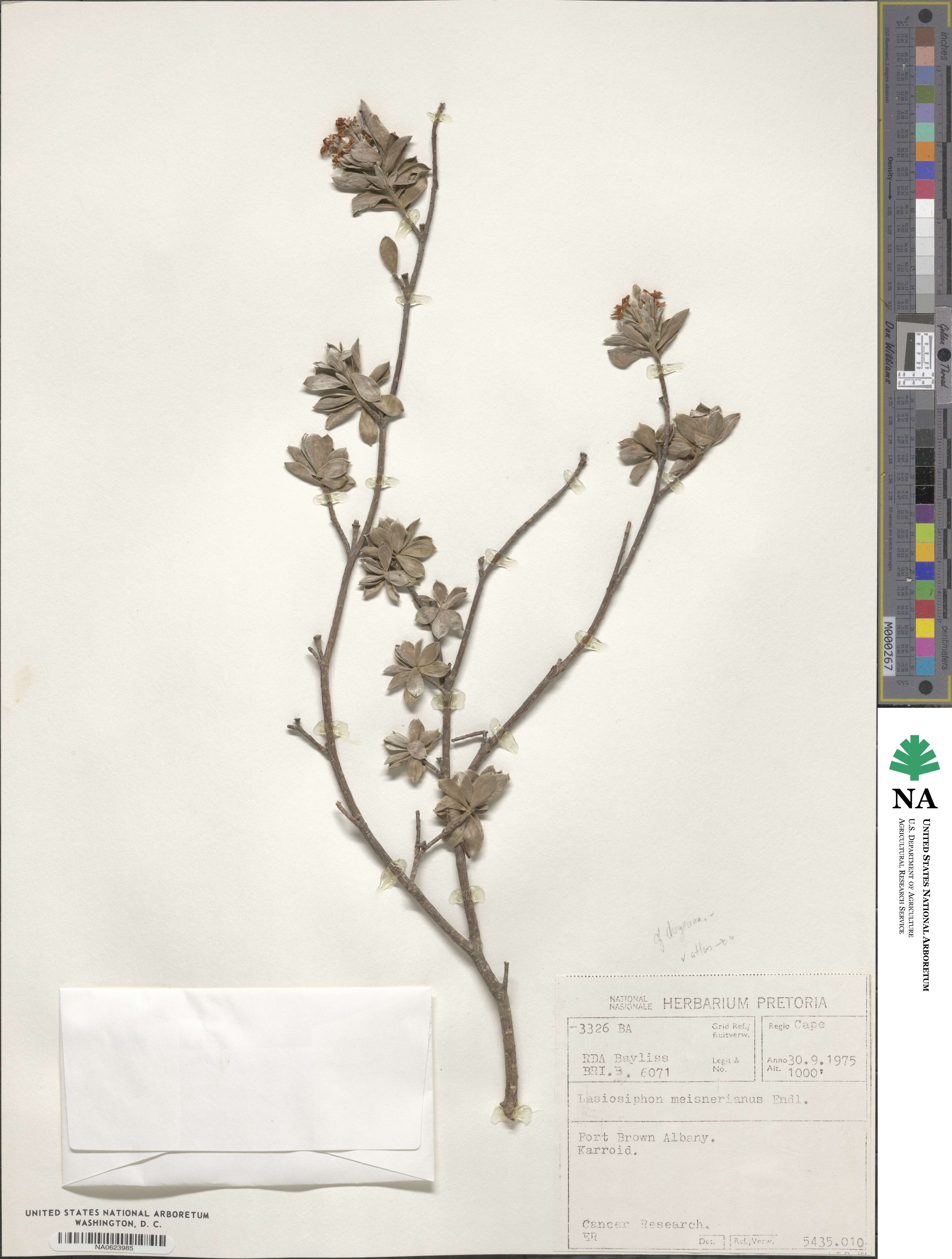 Gnidia cuneata image