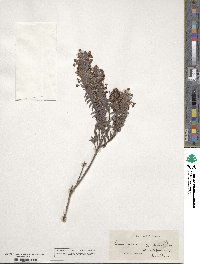 Struthiola argentea image