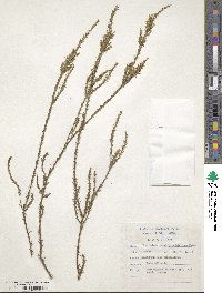 Struthiola parviflora image