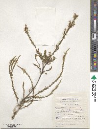 Struthiola parviflora image