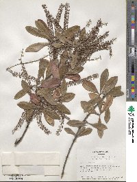 Cyrilla racemiflora image