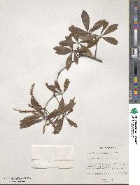 Cyrilla racemiflora image