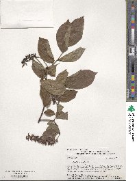 Cyrilla racemiflora image