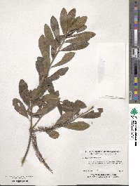 Cyrilla racemiflora image