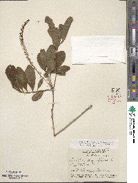 Cyrilla racemiflora image