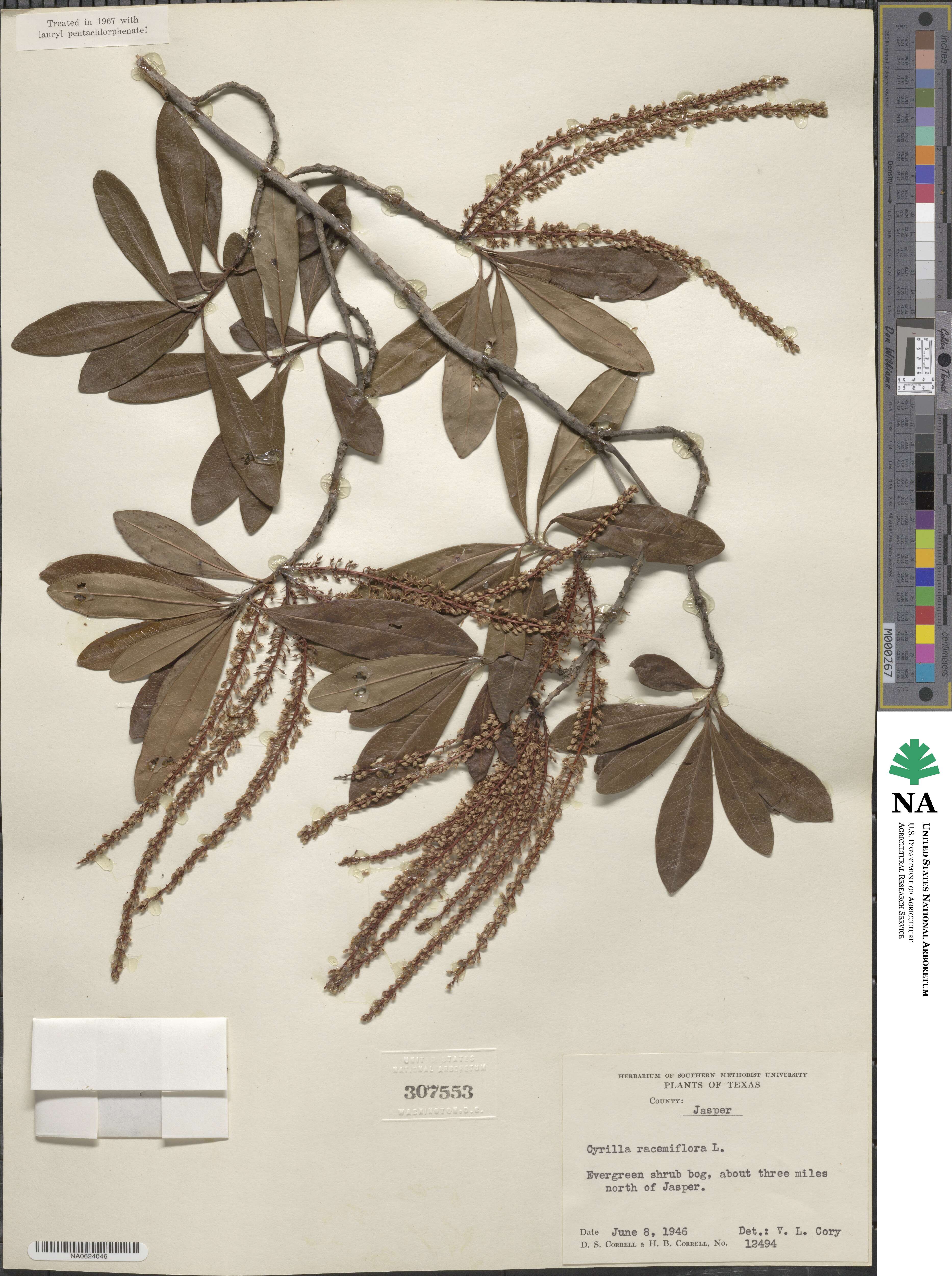 Cyrilla racemiflora image