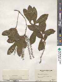 Cyrilla racemiflora image