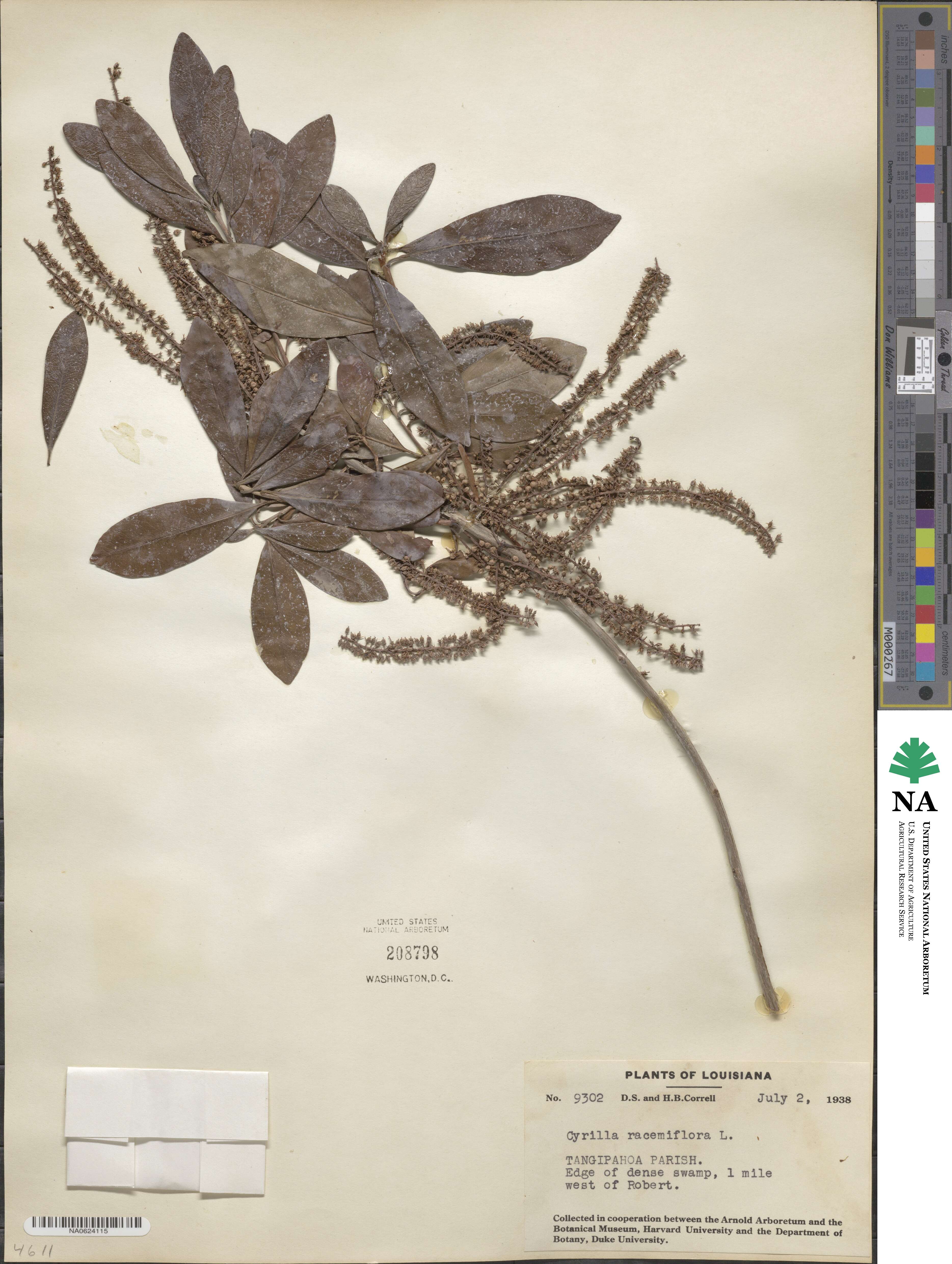 Cyrilla racemiflora image