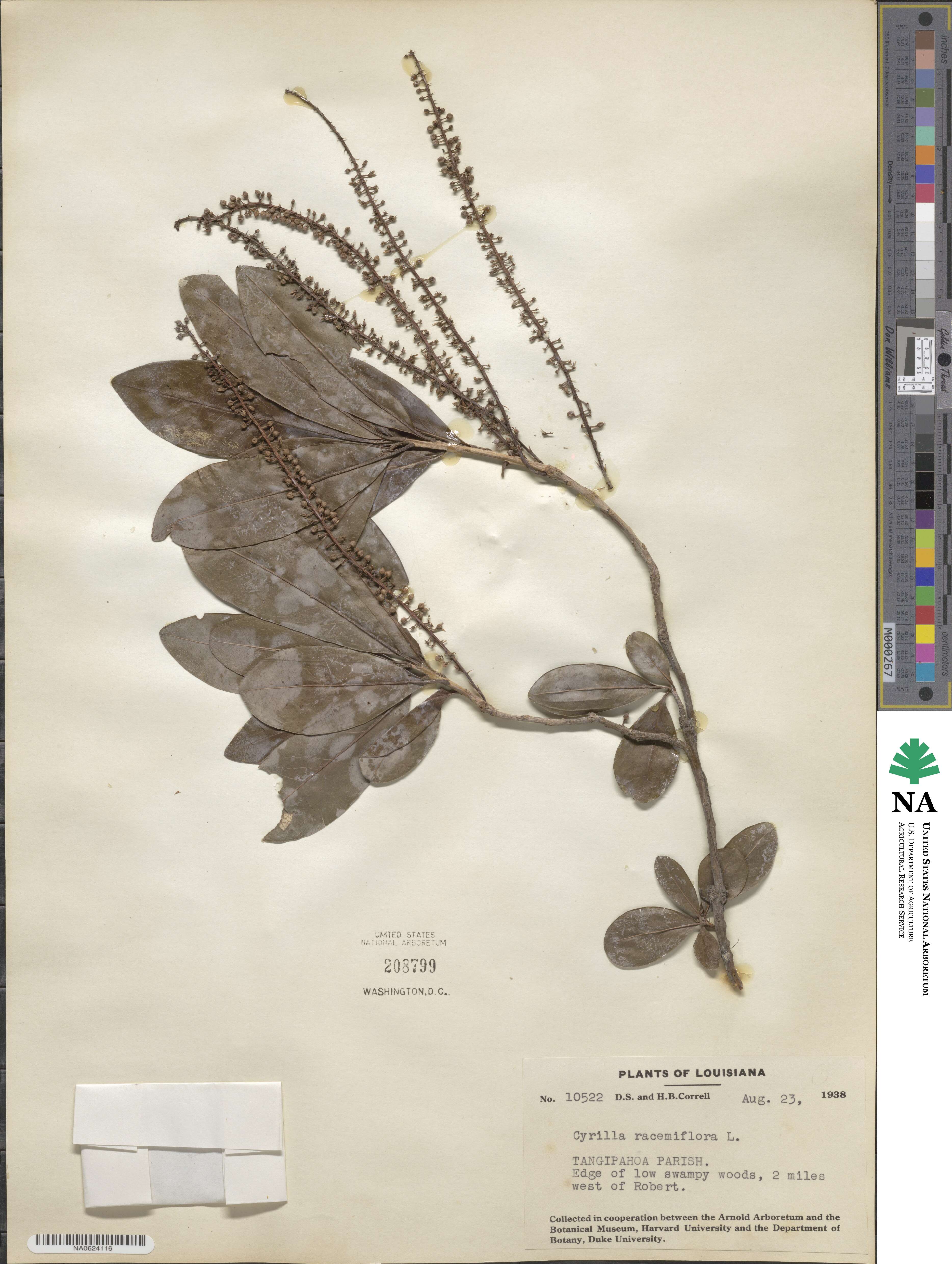 Cyrilla racemiflora image