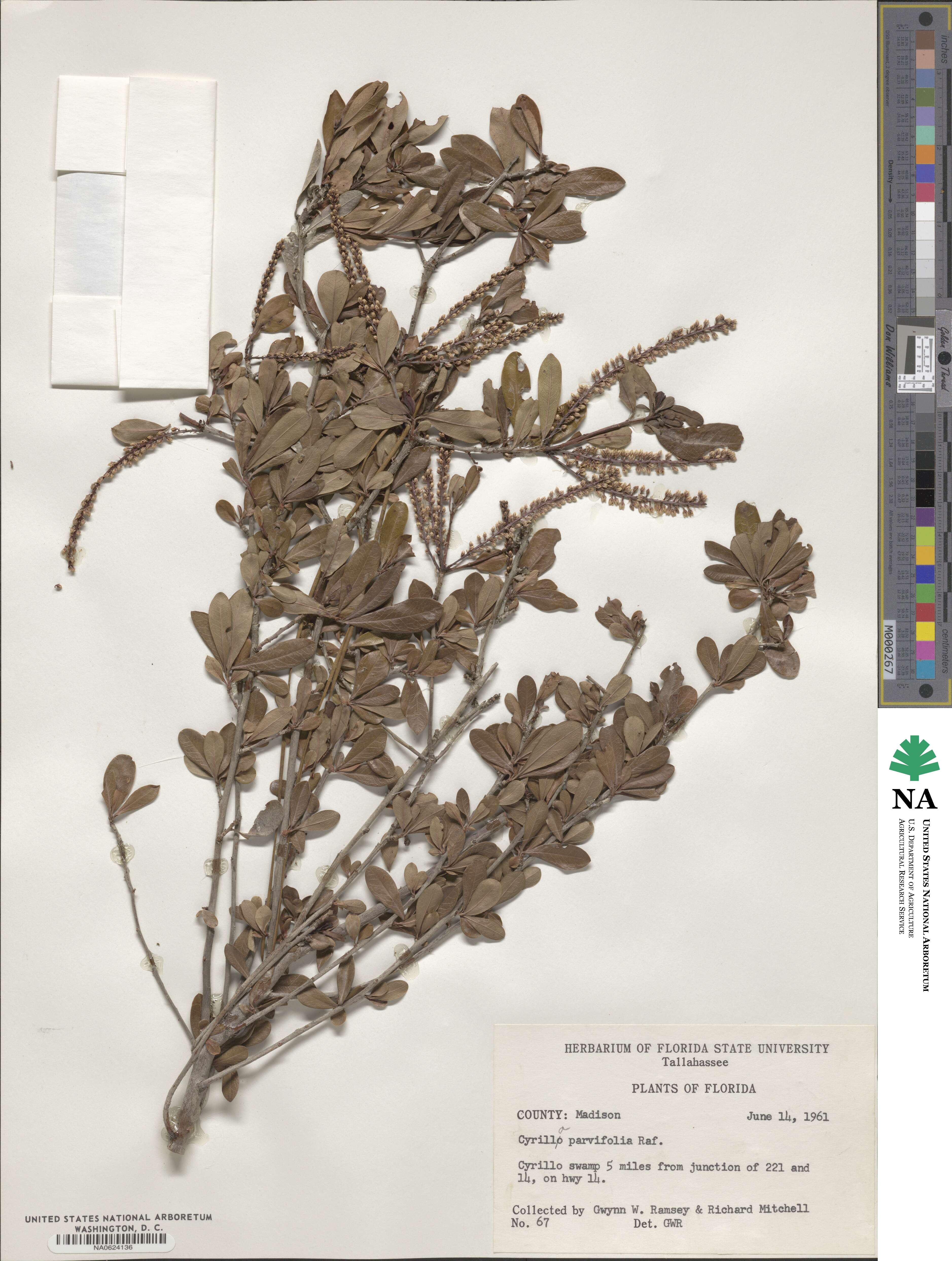 Cyrilla parvifolia image